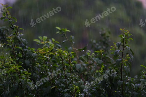 Preview: Leaves Of Trees In Rainy, Cloudy Weather On A Gloomy Evening