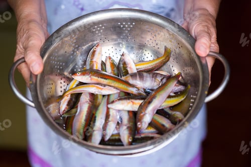 Preview: Preparing To Cook The Raw Fresh Mediterranean Rainbow Wrasse Fishes In Puglia, South Of Italy