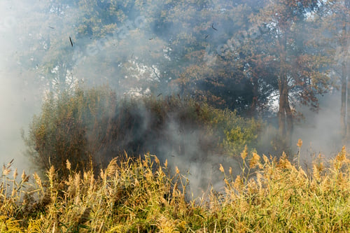 Preview: Peatland Fires Raging In Early Autumn