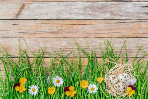 Preview: Happy Easter Background With Green Spring Grass With Colorful Flower Blossoms, Easter Eggs And Nest