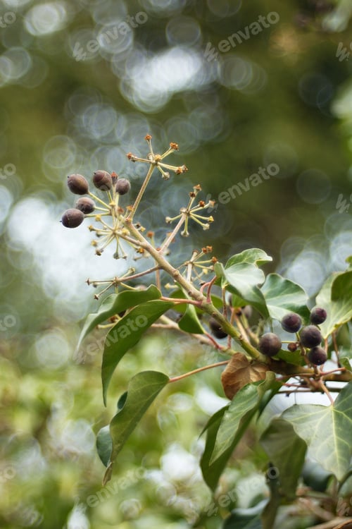Preview: Hedera Helix - Poisonous Climbing Garden Plant In The Background.