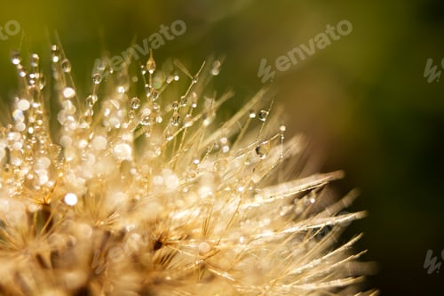 Preview: A Drop Of Dew In Early Light Fall.