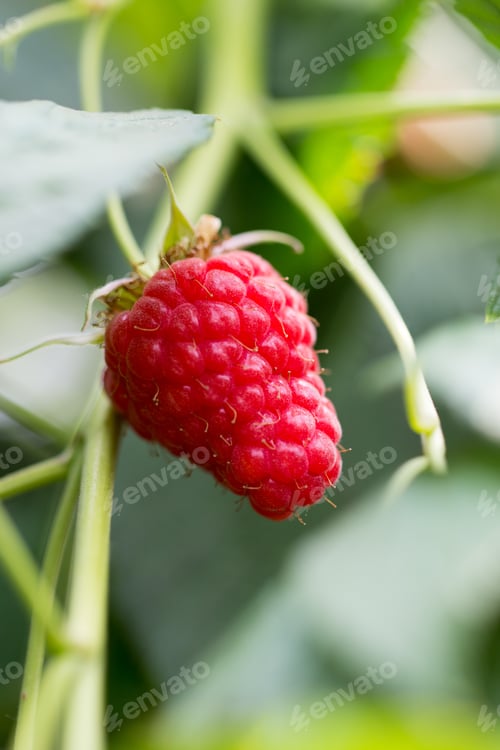 Preview: Eco Raspberry Ripe Close Up In The Garden.