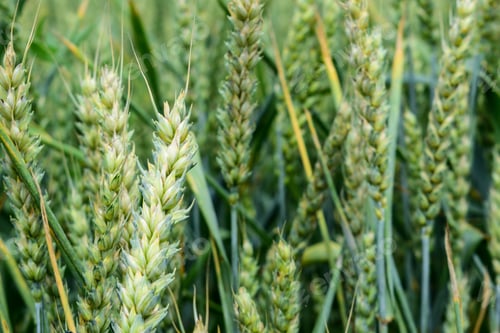 Preview: Green Wheat Growing On The Field In Early Summer