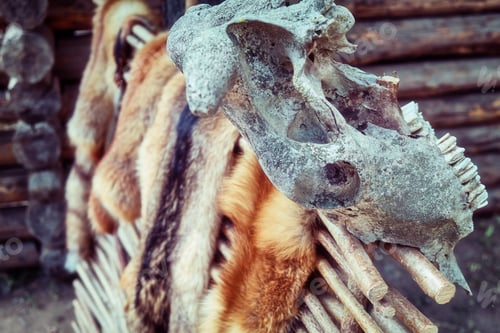 Preview: Countryside Wattle On Which Hunters Dry Tanned Skins. Animal Skins On The Fence And Skulls With