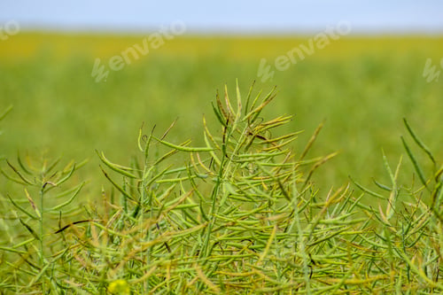 Preview: Ripening Canola On The Field In Early Summer