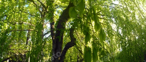 Preview: Beech Leaf Twig, Green Spring And Summer Background, Summer Park, Oak Branch.