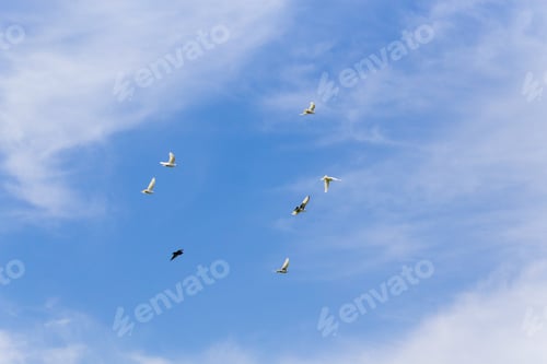 Preview: Flock Of Pigeons On The Background Of Beautiful Blue Sky
