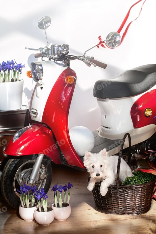 Preview: Red Moped And A Dog