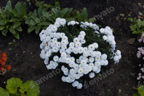 Preview: A Very Beautiful Flower Bed. Landscaping And Greening Of The Environment. Abstract Background For