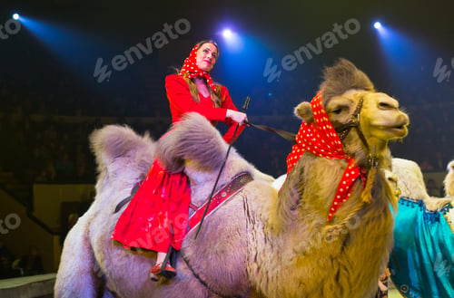 Preview: Performance Of Trained Camels In The Circus Arena