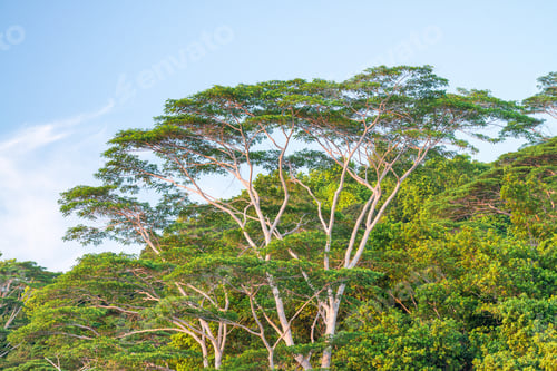 Preview: Acacia Trees At Sunset.