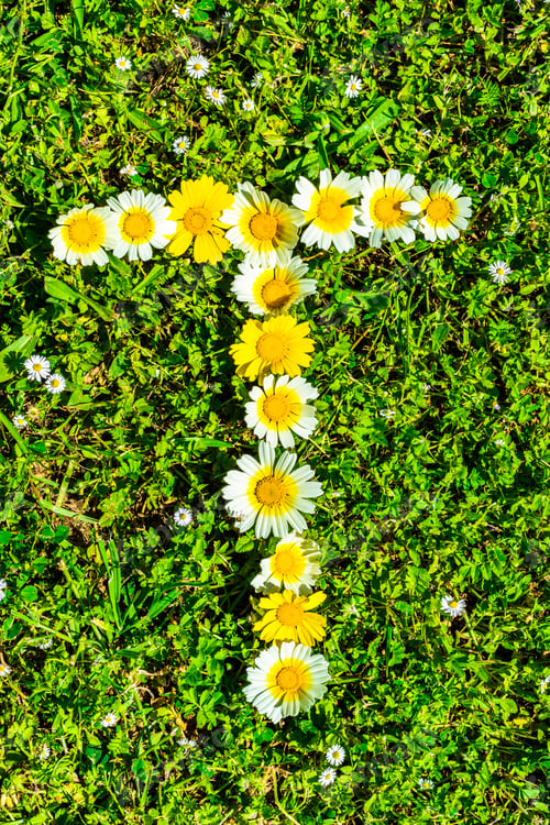 Preview: Alphabet Texture, Letter T Made Of Daisy Flowers Petals, Floral Font In Green Fresh Grass.