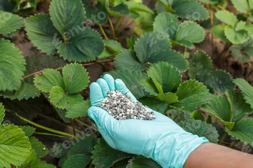 Preview: Farmer Hands In Rubber Gloves Holds Chemical Fertilizer To Give It To Strawberry Bushes In The
