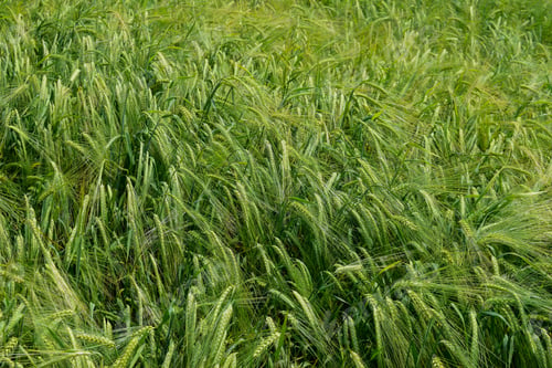 Preview: Ripening Barley On The Field In Early Summer