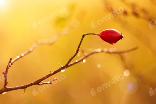 Preview: Colorful Rose Hip On Autumnal Background.