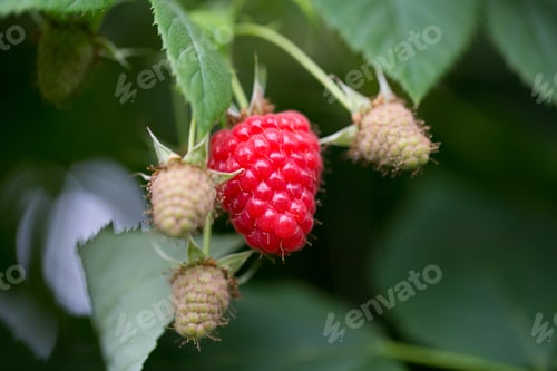 Preview: Eco Raspberry Ripe Close Up In The Garden.