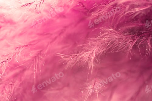 Preview: Living Coral Feather Abstract Background. Studio Macro Shoot.