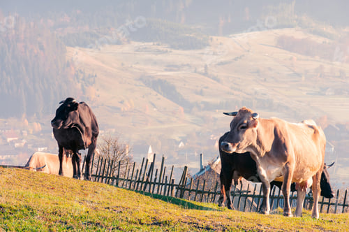 Preview: Herd Of Cows On A Grassy Hill. Fence And Village In The Distance. Lovely Countryside In Autumn
