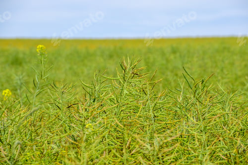 Preview: Ripening Canola On The Field In Early Summer