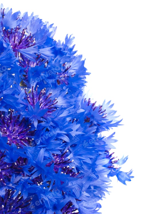 Preview: Cornflower Isolated On A White