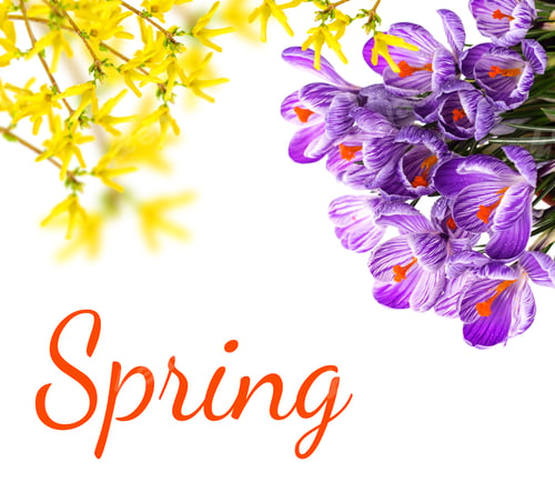 Preview: Fresh Spring Flowers Crocuses Isolated On White Background.Selective Focus.