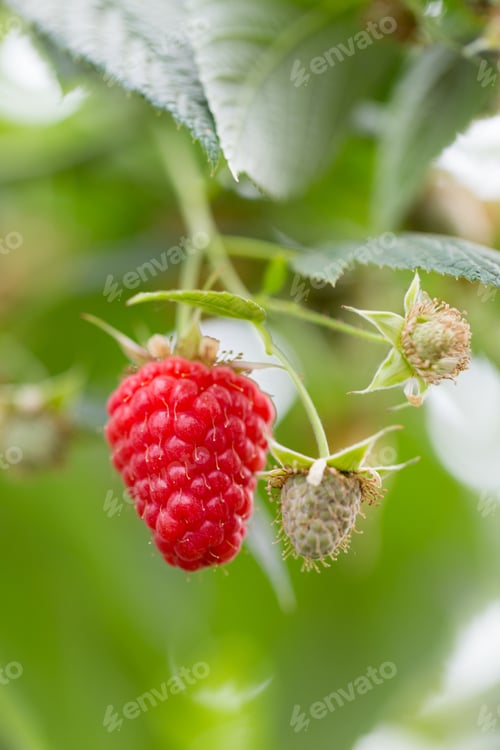 Preview: Eco Raspberry Ripe Close Up In The Garden.