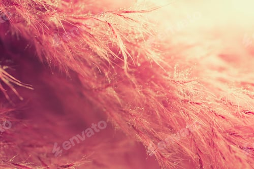 Preview: Living Coral Feather Abstract Background. Studio Macro Shoot.