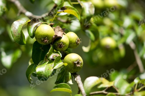 Preview: Green Apples On An Apple Tree On The Organic Farm.