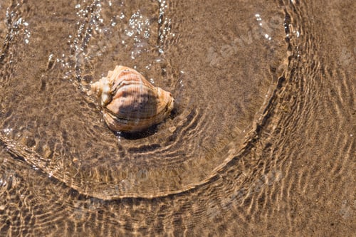 Preview: Large Seashell In Water Close-Up
