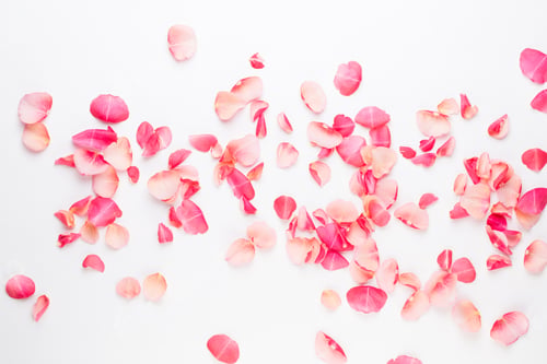 Preview: Valentine'S Day. Rose Flowers Petals On White Background. Valentines Day Background. Flat Lay, Top