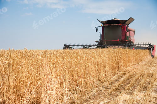 Preview: Agriculture. Combine Harvester On A Wheat Field With Blue Sky