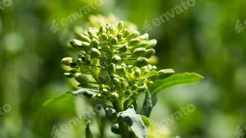 Preview: Rapeseed (Brassica Napus) Is A Crop Grown For Oilseeds, Used Mainly To Produce Oil.
