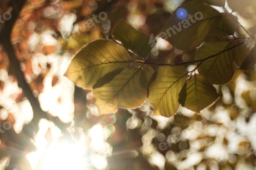 Preview: Beech Tree, Beech Spring Twig With Fresh Leaves, Game Of Reflections And Lights, Spring Natural