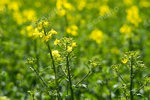 Preview: Rapeseed (Brassica Napus) Is A Crop Grown For Oilseeds, Used Mainly To Produce Oil.