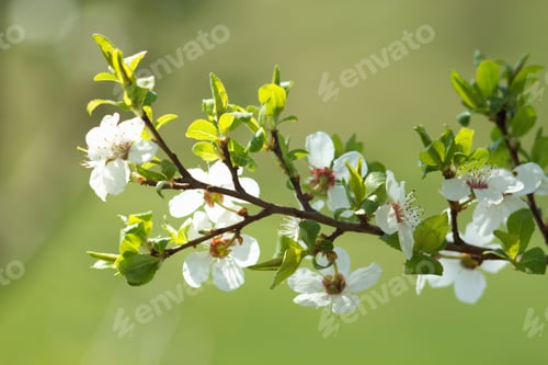 Preview: Cherry Blossom, Cherry Blossoming Twig, Spring Fruit Background.