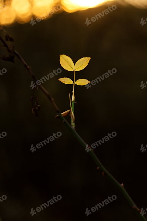 Preview: Spring Green Leaves Tree Twig In The Setting Sun, Bokeh Demonstration.