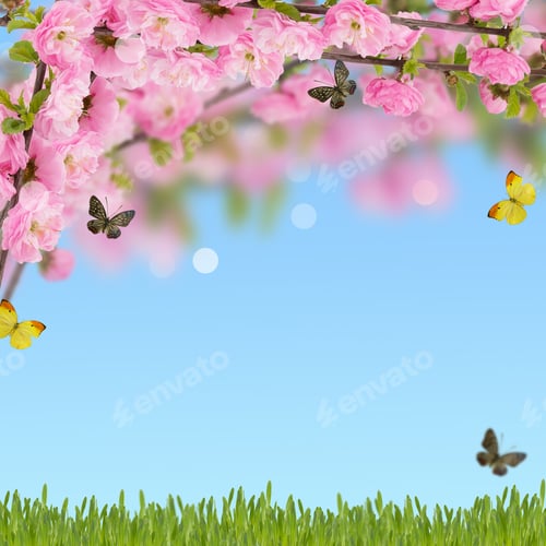 Preview: Postcard With Fresh Flowers Almond And Place For Your Text. Abstract Background For Design.