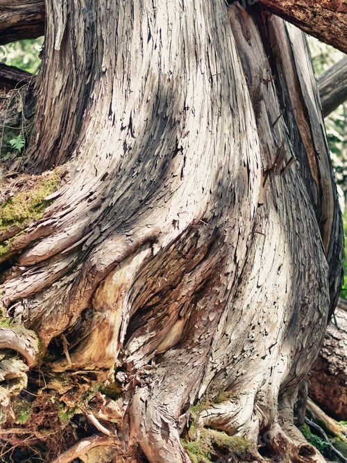 Preview: Tree Trunk In The Woods.