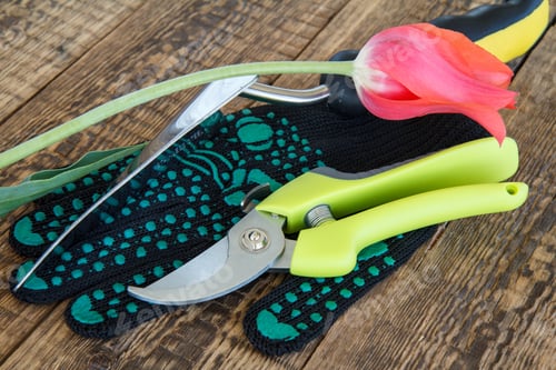 Preview: Garden Black Glove, Pruner, Hand Trowel And Cut Red Tulip On Wooden Boards. Garden Tools And