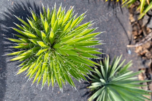 Preview: Cactus At Cactus Garden (Jardin De Cactus), Situated In The Village Of Guatiza On The Island Of