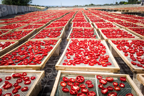 Preview: Delicious Pachino Tomatoes Drying At The Sun In A Huge Production In Sicly