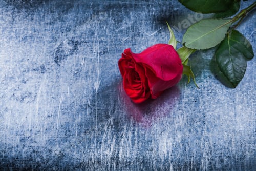 Preview: Red Rose On Scratched Metallic Background Holiday Concept.