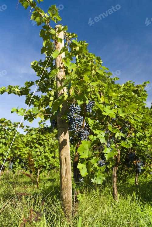 Preview: Vineyard