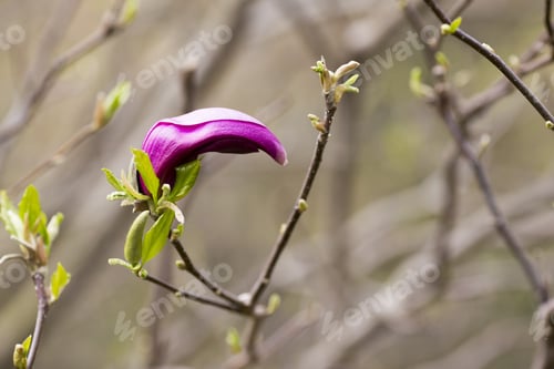 Preview: Magnolia Flowers Bloom In Spring. Beautiful Picture.