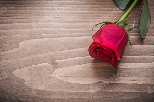 Preview: Natural Rose On Wooden Board Copy Space Holiday Concept.