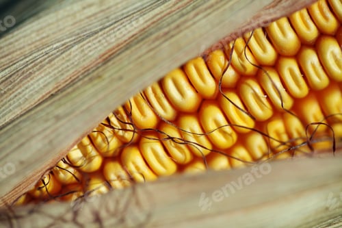 Preview: Color Picture Of A Ear Of Corn