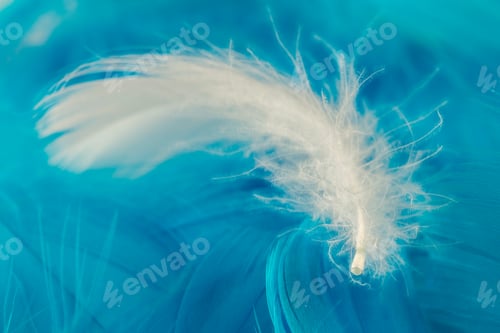 Preview: Macro View Of One White Feather On Blue Background