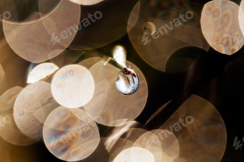 Preview: Reflections Of Raindrops On The Plant , For Blurred Background