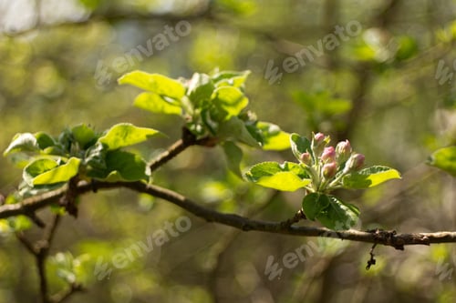Preview: Apple Blossom, Apple Blossoming Twig, Spring Fruit Background.